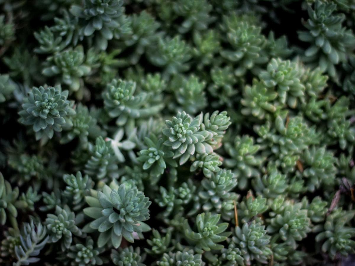 Classic Textbooks Study Edition