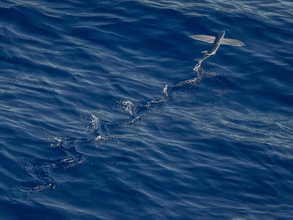 Compact Bikes Accessory