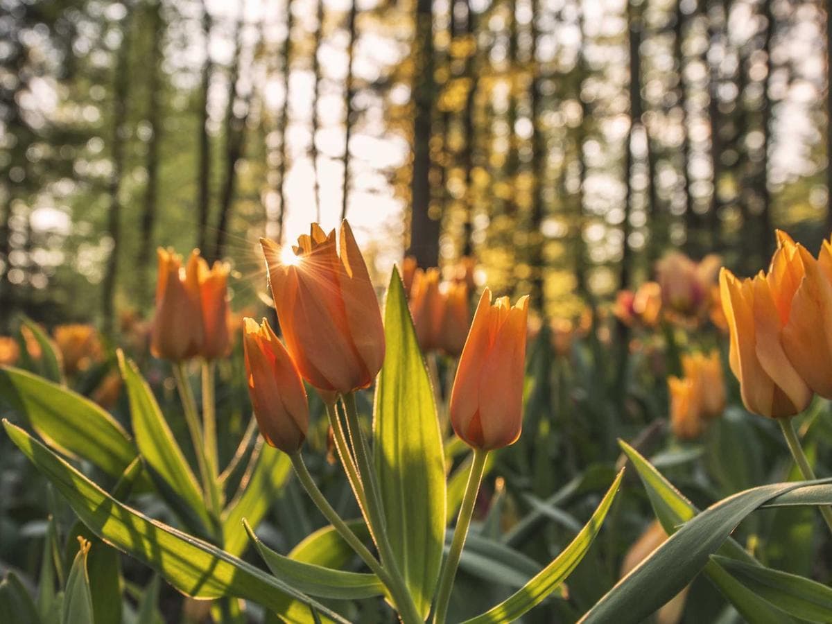 Classic Phones Edition