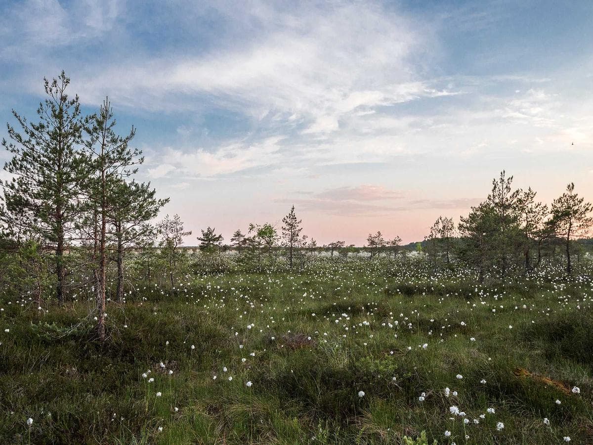 Rotary cutter 45mm + spare blades