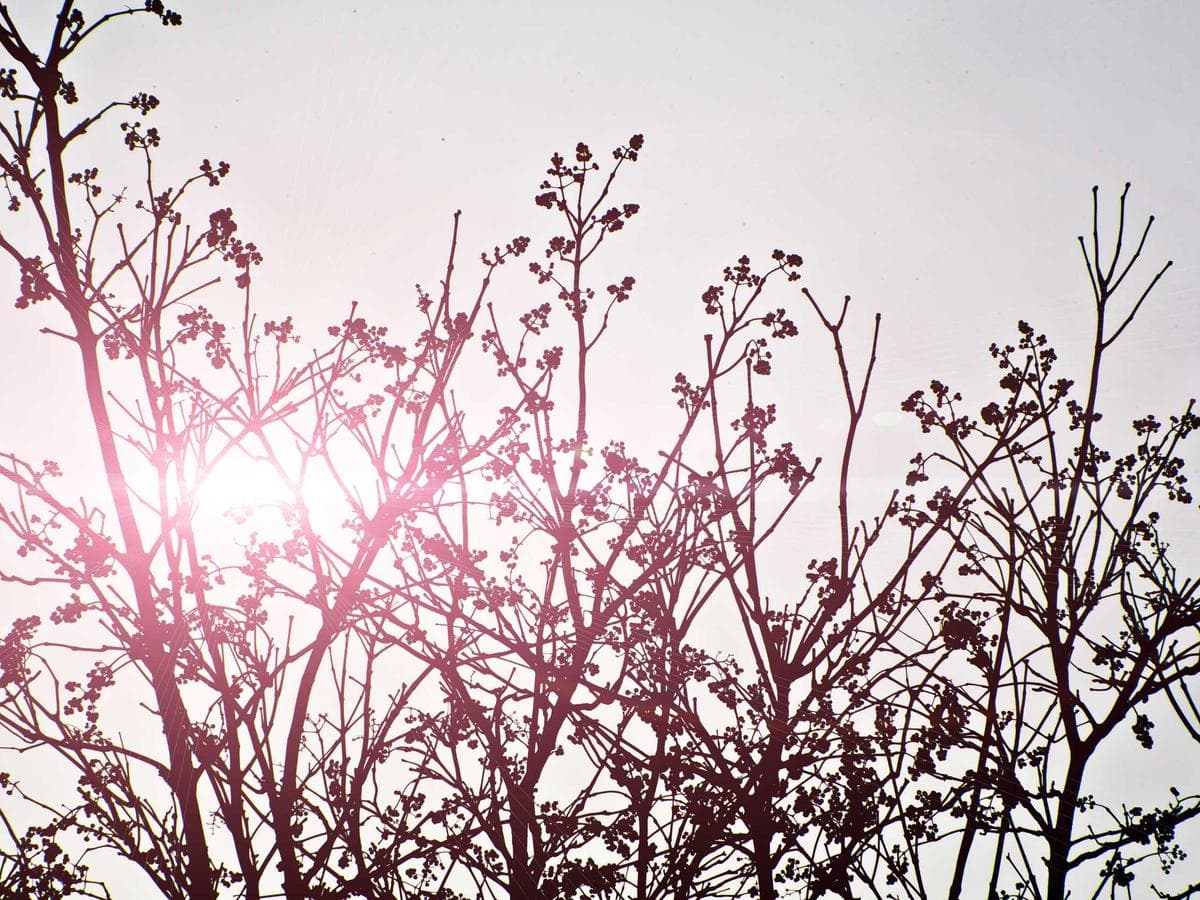 Water-repellent ripstop – 2m (black)