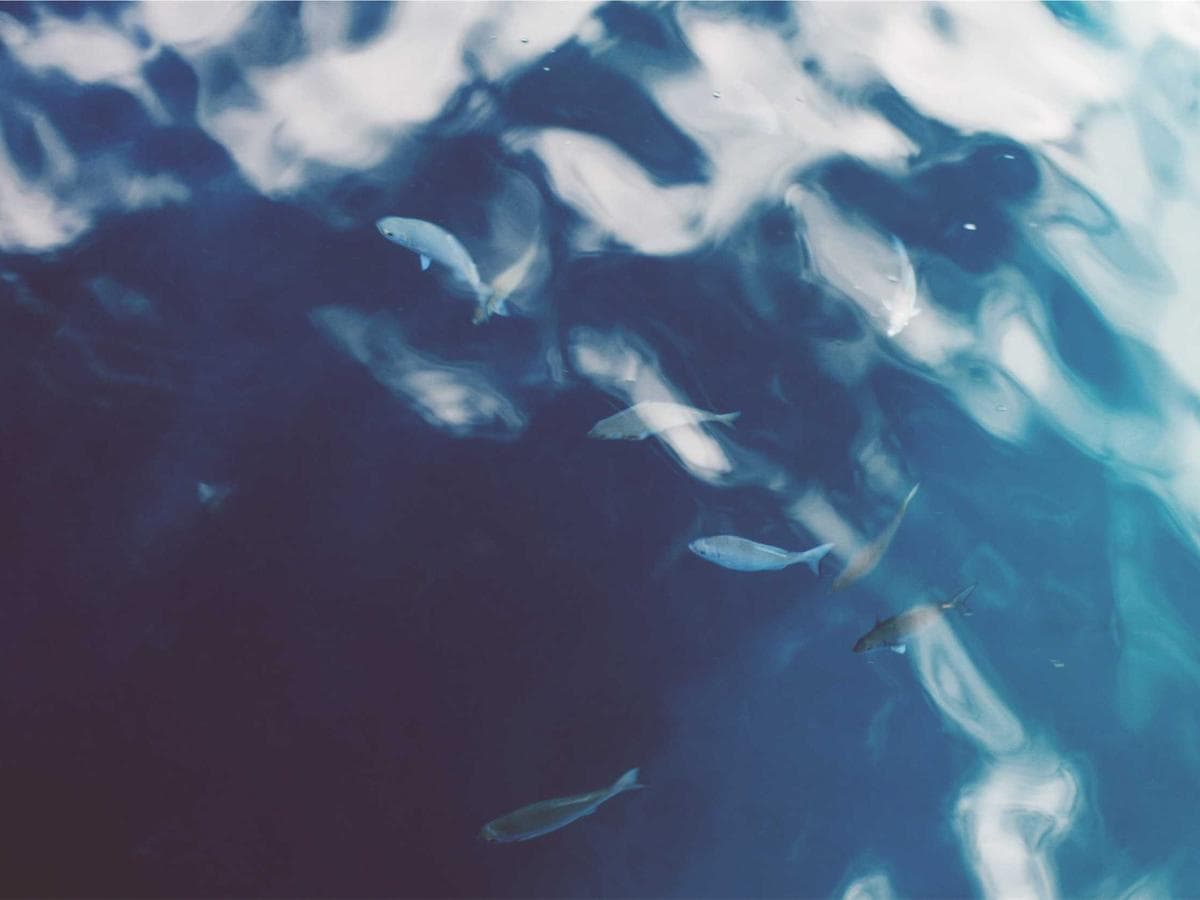 canvas minimal watch (brown)