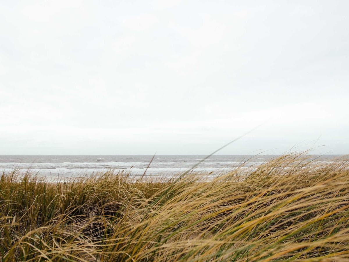 leather leather belt (tan)