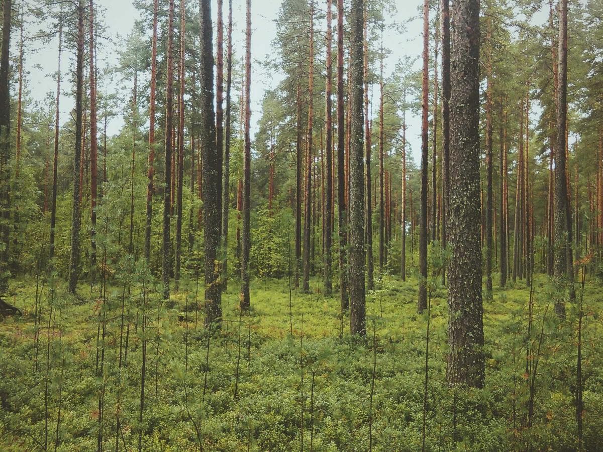 Compact Childrens Books Accessory