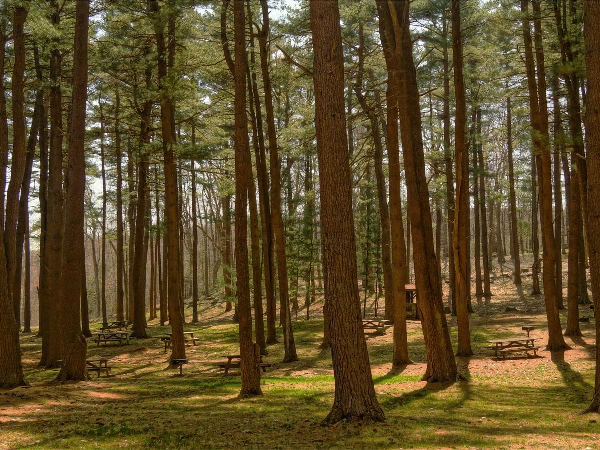 Everyday Dog Supplies Kit