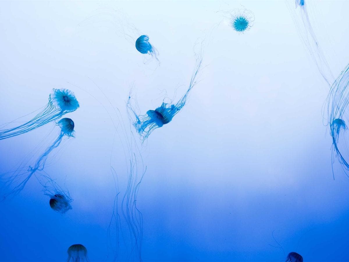 Travel Large Appliances Set